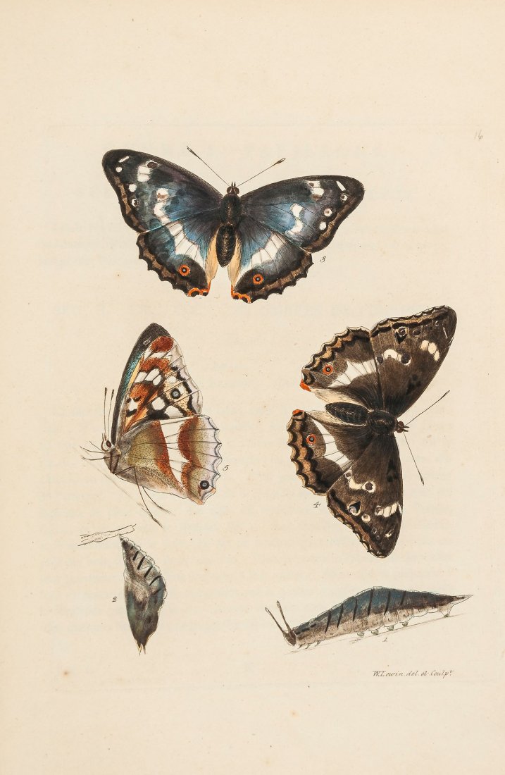 Lewin (William) - The Insects of Great Britain,: vol.1 [all published], first edition , text in English & French, 45 hand-coloured engraved plates only (of 46, lacking plate 34), some light spotting and soiling, later half calf, extremities rubbed, 
