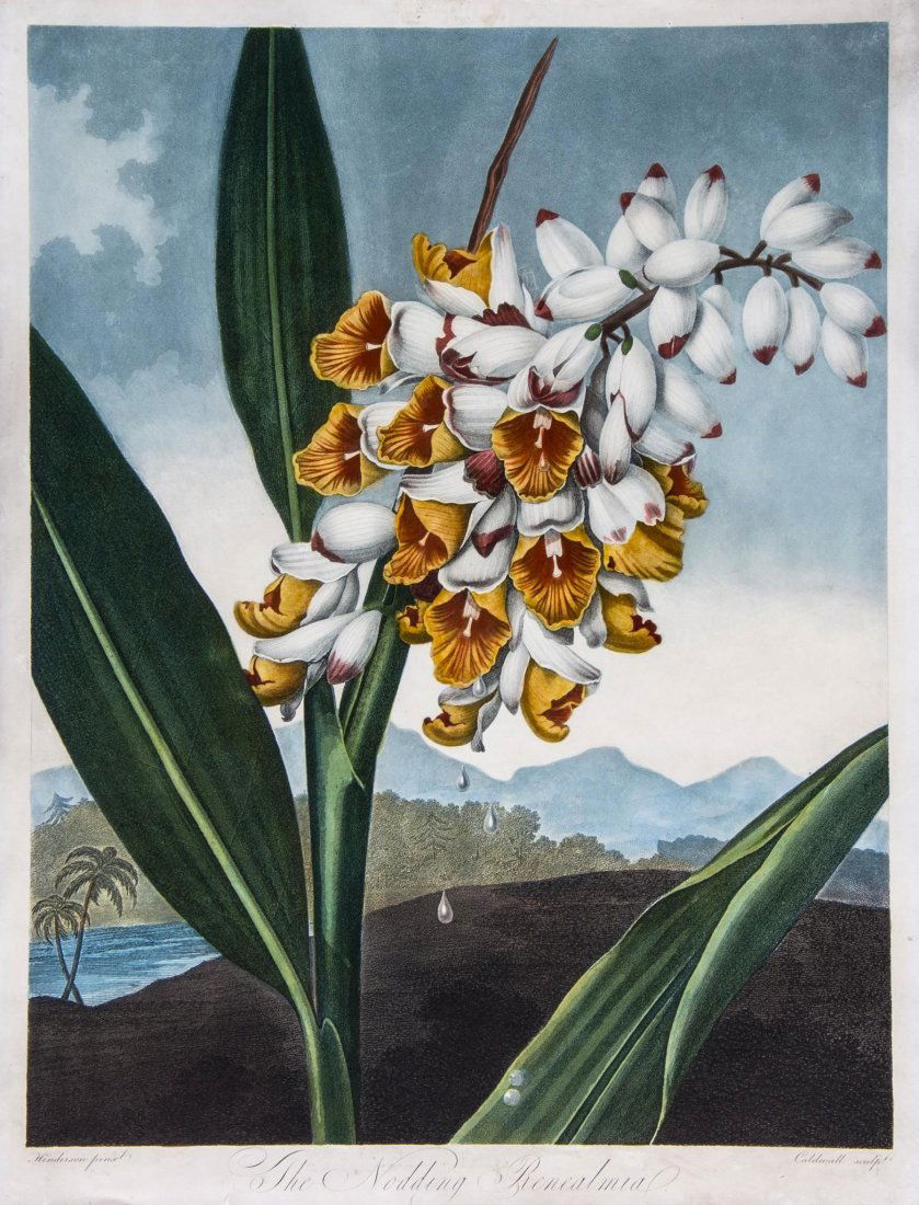 Thornton. James Caldwell (b.1739-) - The Nodding: after Henderson for Dr. Robert Thornton's Temple of Flora, original hand-coloured aquatint, 1801, Thornton, 505 x 385mm. (19 7/8 x 15 1/8 in), unframed.