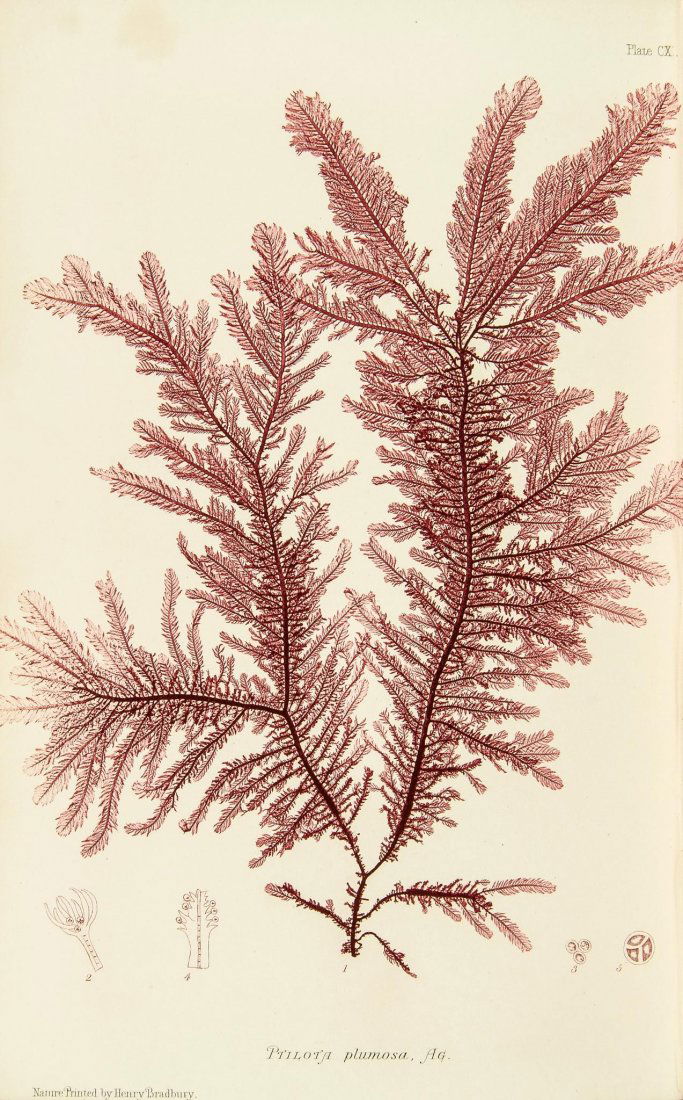 Johnstone (William Grosart) & Alexander Croall. - The: 4 vol., 4 additional engraved titles, 222 plates (221 nature-printed in colour, 1 plain), illustrations, ex-library copies with stamps throughout, some foxing and marginal damp-staining, a couple of p