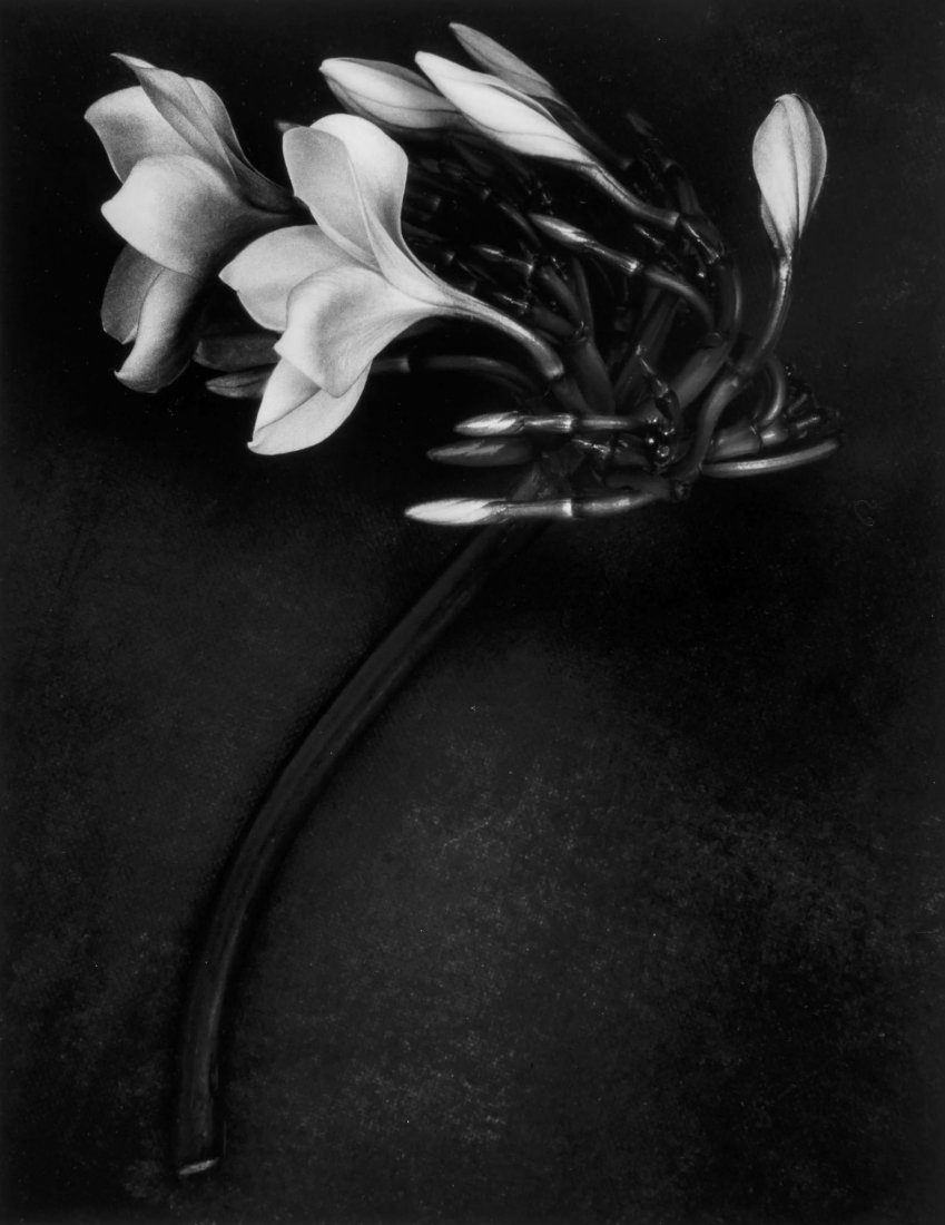 Albert Watson (b.1942) - Orchid, 1988: Gelatin silver print, printed later, signed, titled and dated in pencil verso, 34.3 x 27.4cm (13 1/2 x 10 3/4in) Provenance: Camera Work, Berlin IMPORTANT: This lot is sold subject to Artists Resale R