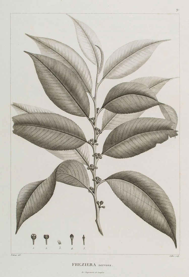 von Humboldt (Alexander) & Aimé Bonpland - Plantae (1 of 1)