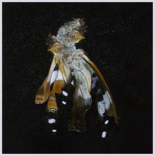 Mat Collishaw (b.1966) - Insecticide 38: chromogenic print, 2012, signed in black felt tip pen verso, numbered 1/100, on Epson paper, with margins, 400 x 400 mm (15 3/4 x 15 3/4 in) IMPORTANT: This lot is sold subject to Artists Resale Right