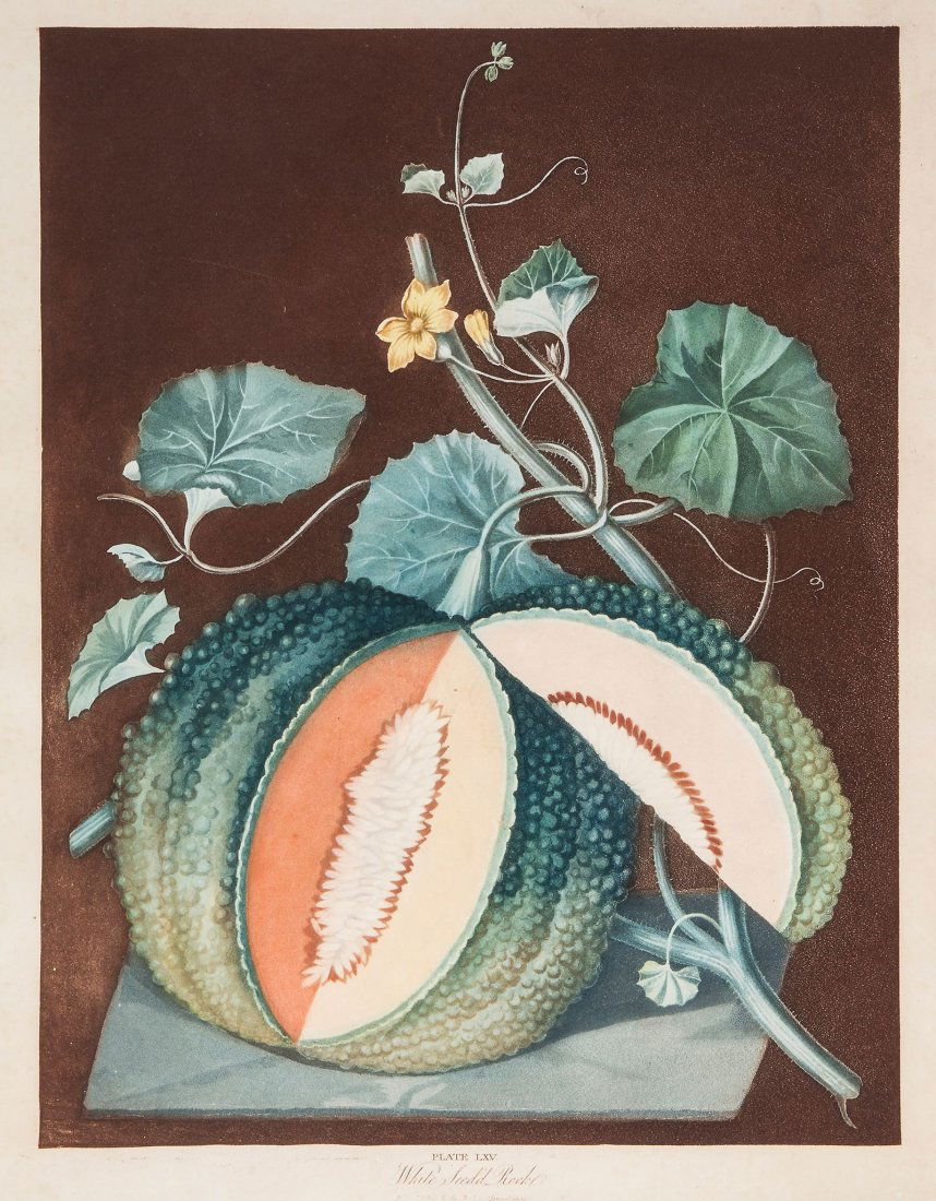 Brookshaw (George) - White Seed'd Rock; Plate XLIII: 2 plates for Pomona Britannica, aquatints printed in colours and finished by hand, each c.460 x 360mm., in uniform conservation mounts and frames, (c.1807) (2)