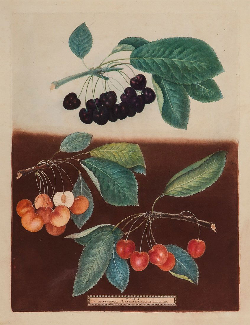 Brookshaw (George) - A group of 10 plates for Pomona: including varieties of apples, cherries, figs, grapes, peaches, pears and plums, aquatints printed in colours and finished by hand, each c.460 x 360mm., in uniform conservation mounts and frames, (c.1