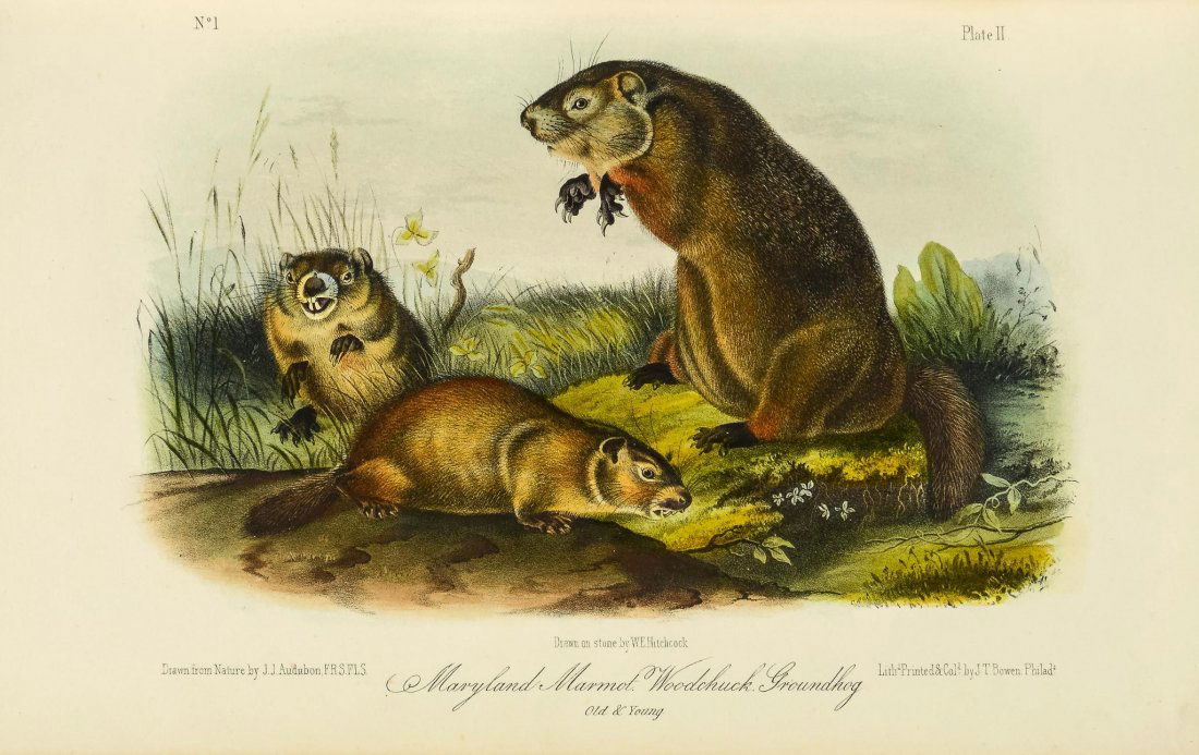 Audubon (John James) and - and Rev. John Bachman. The (1 of 2)