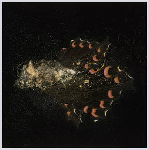 Mat Collishaw (b.1966) - Insecticide 28: chromogenic print, 2012, signed in black felt tip pen verso, numbered 44/100, on Epson paper, with margins, 400 x 400 mm (15 3/4 x 15 3/4 in) IMPORTANT: This lot is sold subject to Artists Resale Righ