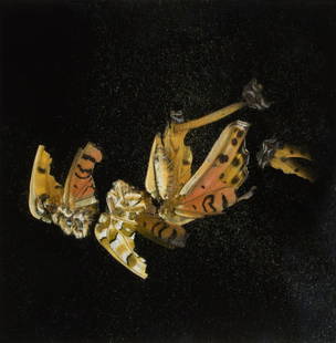 Mat Collishaw (b.1966) - Insecticide 35: chromogenic print, 2012, signed in black felt tip verso, numbered 46/100, on Epson paper, with margins, 400 x 400 mm (15 3/4 x 15 3/4 in) IMPORTANT: This lot is sold subject to Artists Resale Rights,