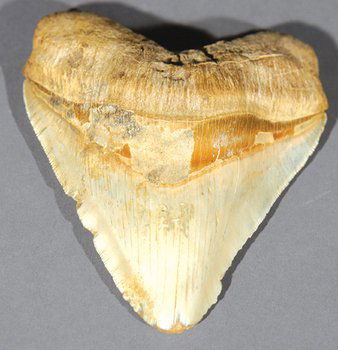 A LARGE SHARK TOOTH, Chile: A LARGE SHARK TOOTH, species Carcharadon Megladon, Miocene period (12 millon years ago), Chile, 14.7cm wide.