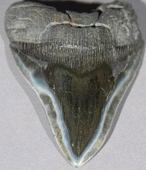 A LARGE SHARK TOOTH, South Carolina: A LARGE SHARK TOOTH, species Carcharadon Megladon, Miocene period (12 million years ago), South Carolina, United States of America, 15cm wide.