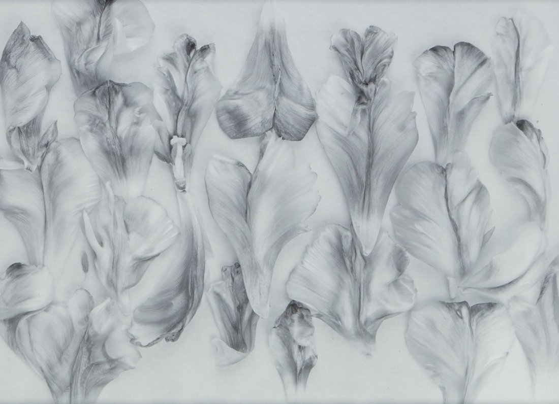 John Blakemore (b.1936) - Tulipa, Petals, 2002: Gelatin silver print, signed, titled and dated in black ink in the margin, 30.5 x 40.5cm (12 x 15 7/8in) Provenance: Paul & Toni Arden Collection, UK