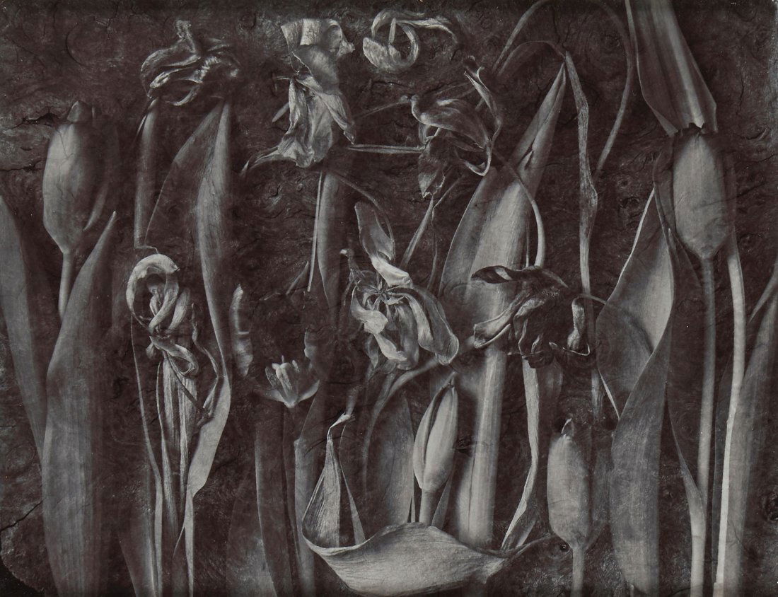 John Blakemore (b.1936) - Tulips, The Generations,: Gelatin silver print on Agfa paper, signed, titled and dated in black ink in the margin, 31.2 x 40.2cm (12 1/4 x 15 3/4in) Provenance: Paul & Toni Arden Collection, UK IMPORTANT: This lot is sold subj