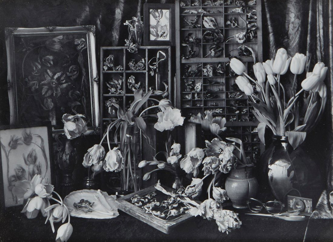 John Blakemore (b.1936) - Tulipomania, 1994: Gelatin silver print, signed, titled and dated in black ink in the margin, 29.5 x 40.5cm (11 5/8 x 16in) Provenance: Paul & Toni Arden Collection, UK IMPORTANT: This lot is sold subject to Artists Res