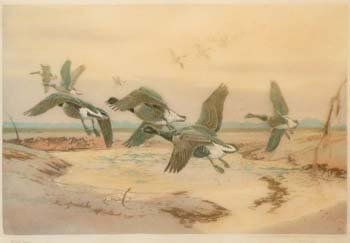 Winifred Austen, Black Geese, aquatint: Winifred Marie Louise Austen (1876 - 1964), "Black Geese", signed and titled in pencil in the margin, aquatint, 23.5 x 35cm.; 9.25 x 13.75in.