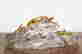 item-70851348=13