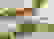 item-52300098=4
