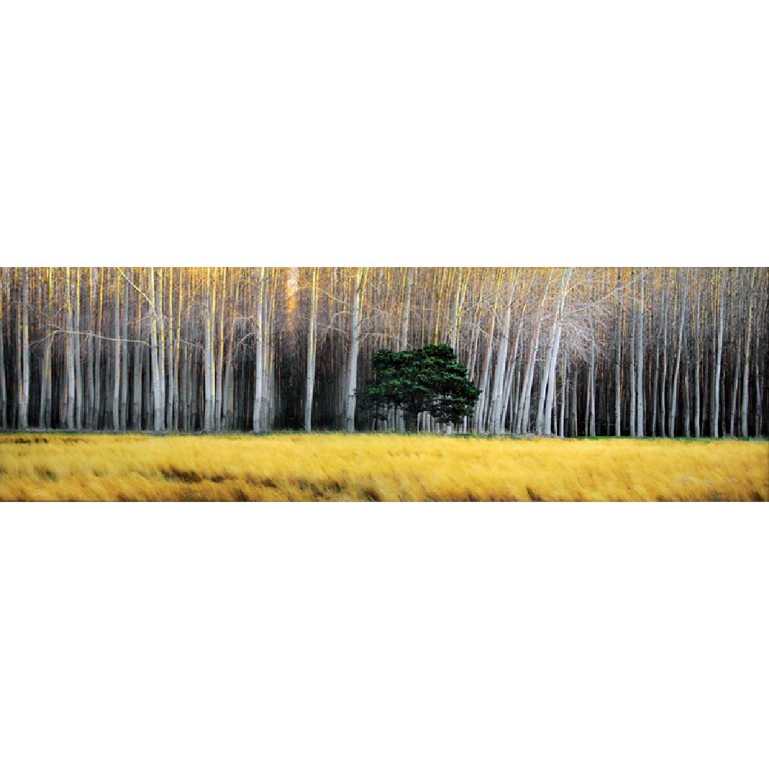 Peter Lik, Australian/ American (b-1959) "Golden (1 of 6)