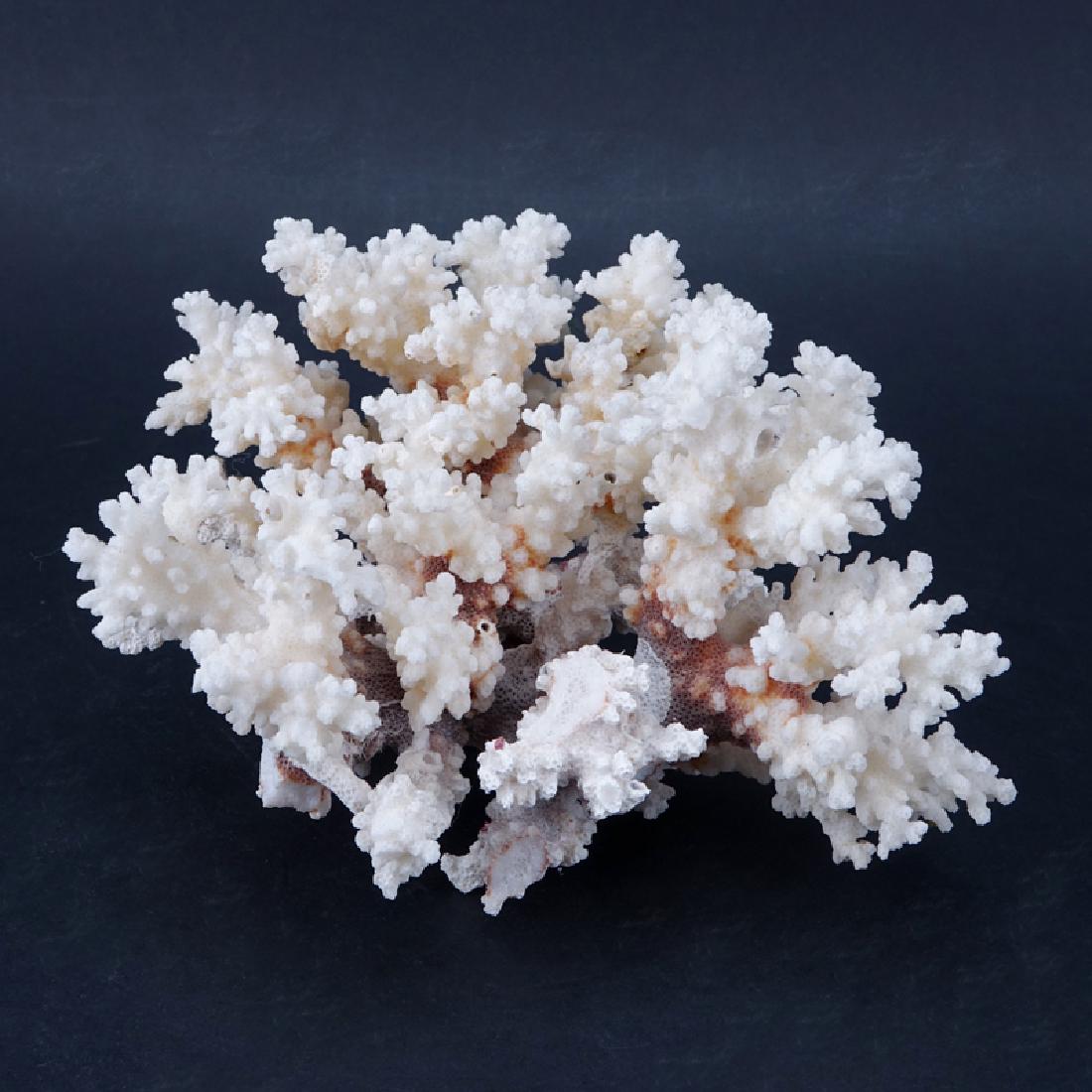 Natural White Coral Specimen. Good condition. Measures (1 of 3)