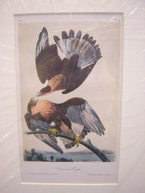 John James Audubon Octavo Caracara Eagle Plate 4 - 2
