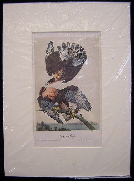 John James Audubon Octavo Caracara Eagle Plate 4 - 4