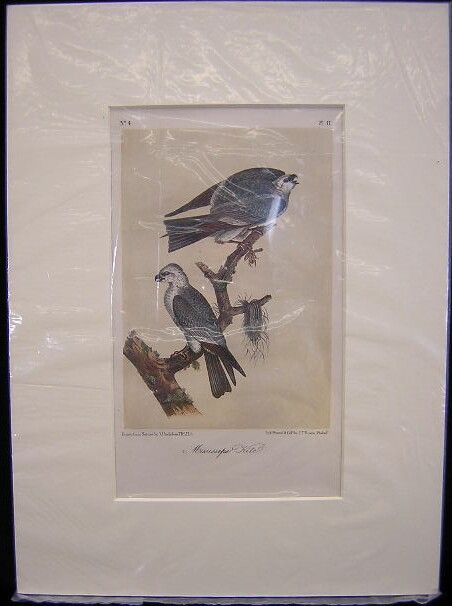 John James Audubon 2nd Edition Octavo Print 17 Ki - 2