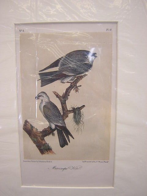 John James Audubon 2nd Edition Octavo Print 17 Ki - 3
