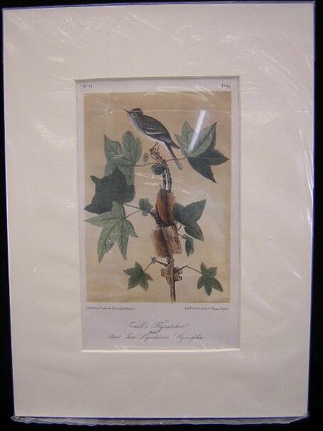 John James Audubon Traill's Flycatcher Plate 65 - 2