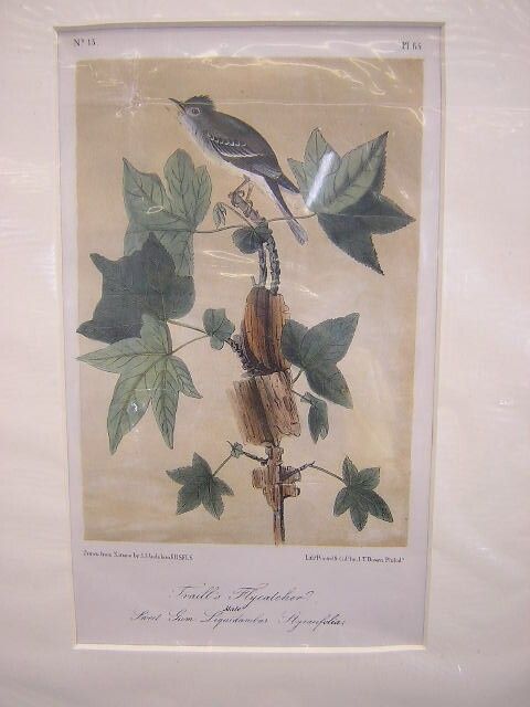 John James Audubon Traill's Flycatcher Plate 65 - 3