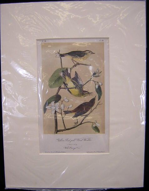 John James Audubon Yellow Redpoll Wood Warbler Pl