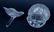 Collection of Four (4) Lalique Crystal Tableware. - 3