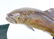 Lot of Four (4) Carved and Handpainted Wood Fish Decoys - 3