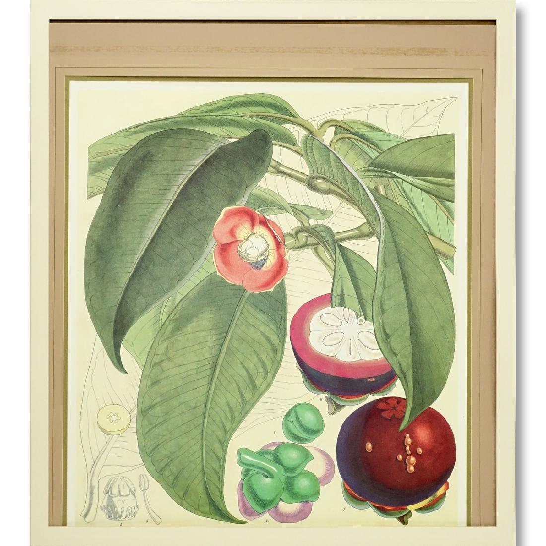 Large Decorative Botanical Print. Unsigned. (1 of 5)