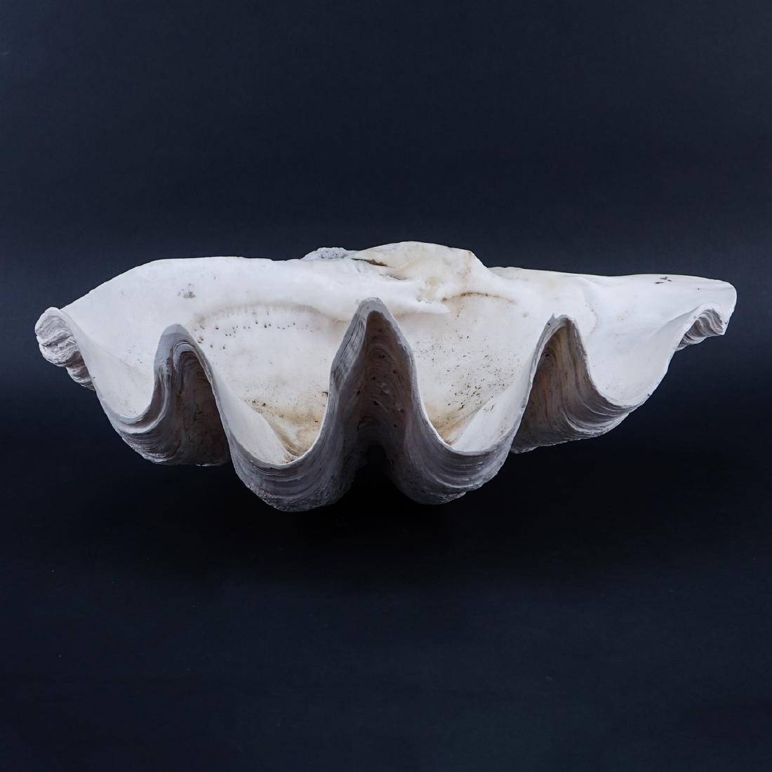 Giant Clam Shell. Chips or nicks to edge, water stains. (1 of 3)