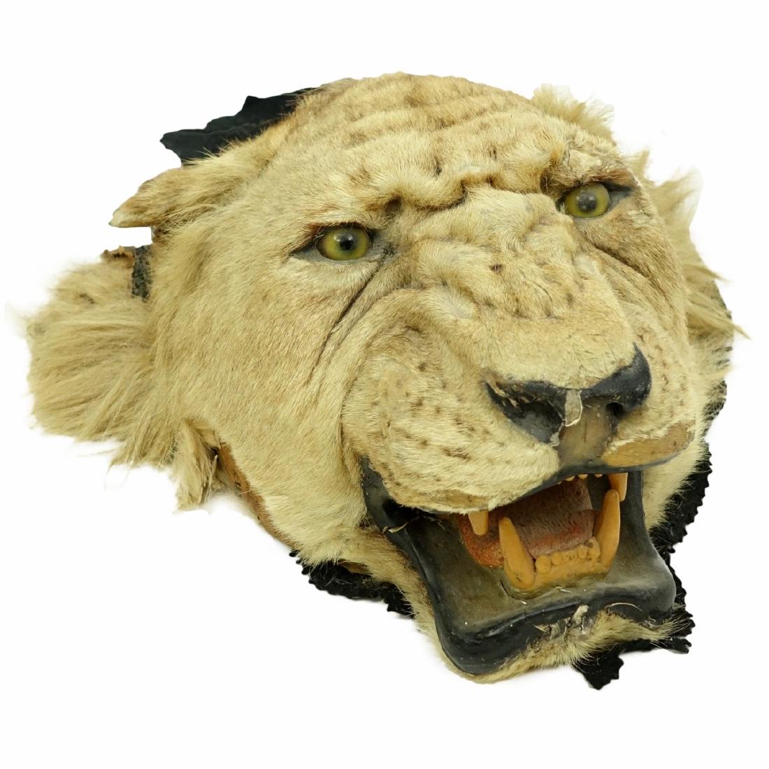 A Taxidermy Lion Head Wall Trophie (1 of 5)
