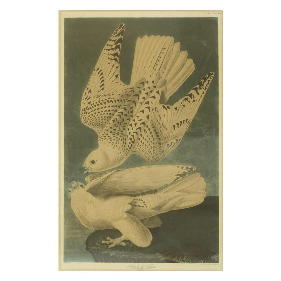 Falcons Engraved Framed Print J. J. Audubon (1 of 6)