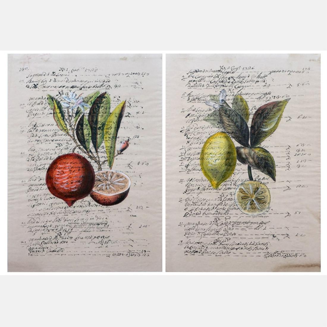 2 19th Century Ink and Watercolors on paper: Two (2) 19th Century Ink and Watercolors on paper "Botanicals Of Oranges and Lemons" Unsigned. Measures 16-1/2" x 11-1/2", frame 23" x 18". Condition: Toning from age or in good condition. Estimate: $