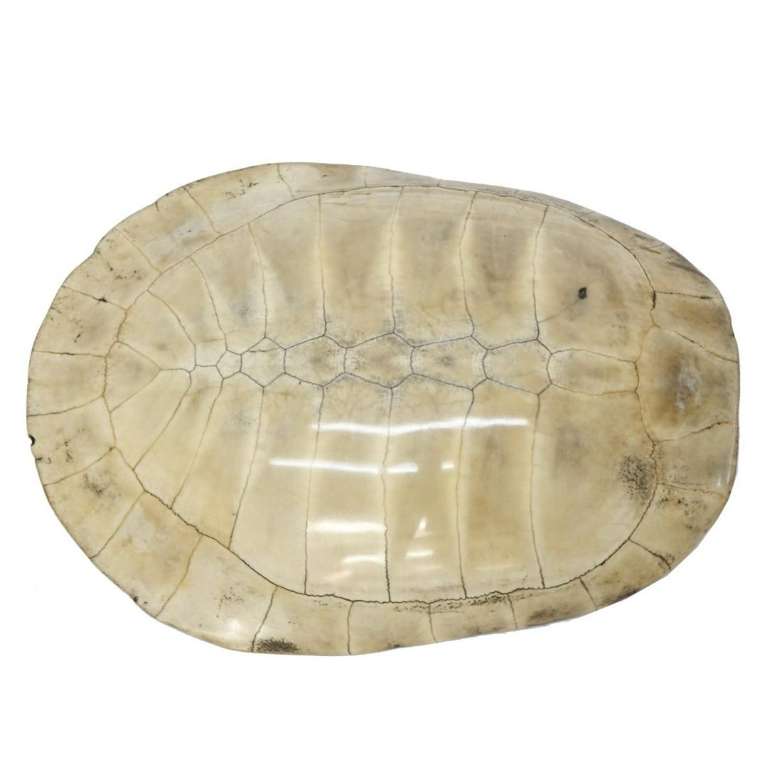 19/20th C. Blonde Turtle Shell (1 of 2)