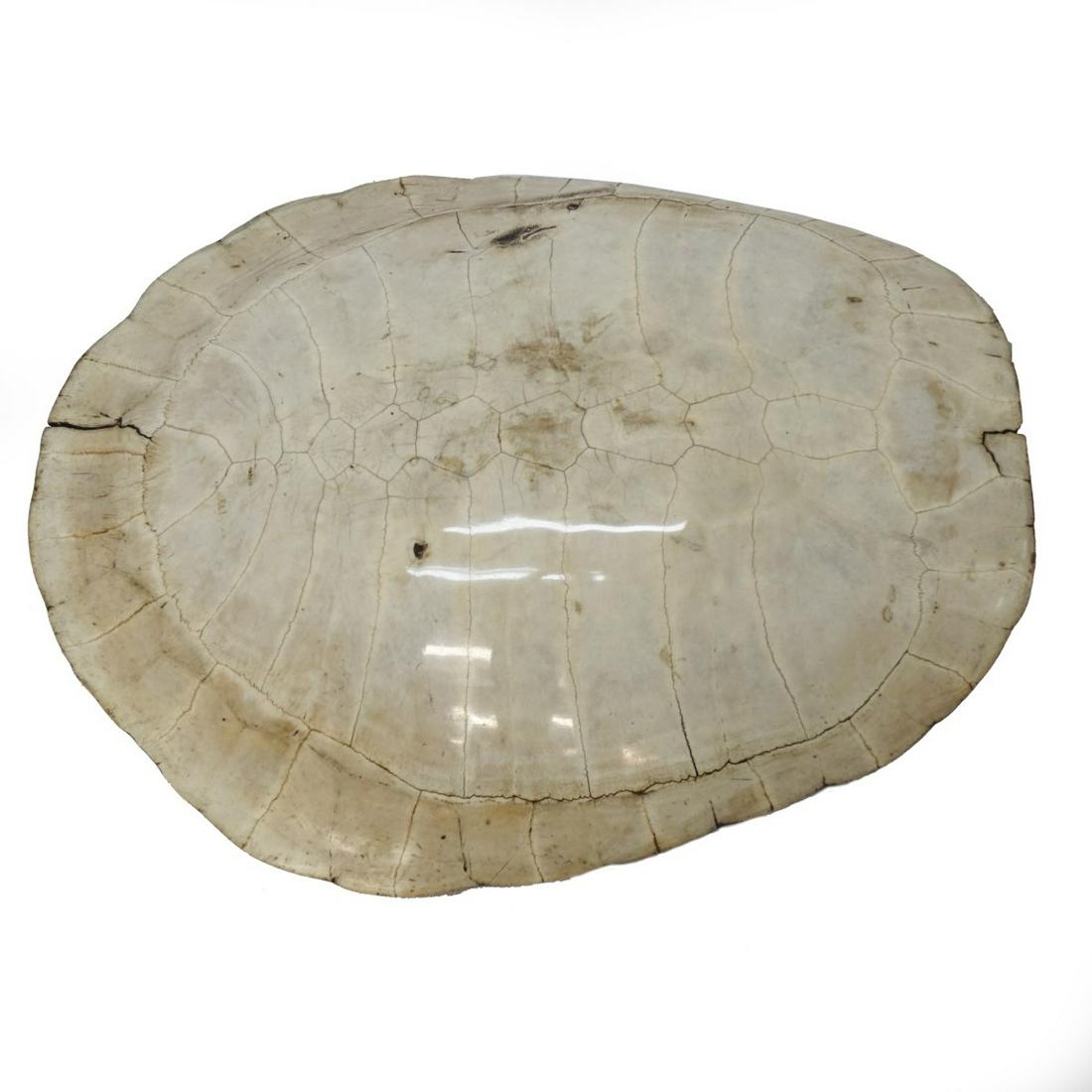 19/20th C. Blonde Turtle Shell (1 of 2)
