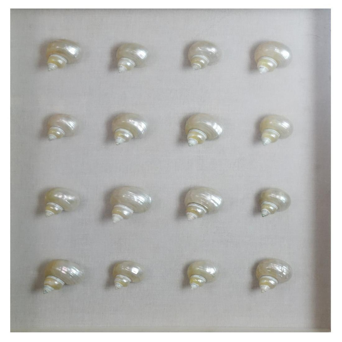 Mid Century Modern Sea Shell Composition (1 of 3)