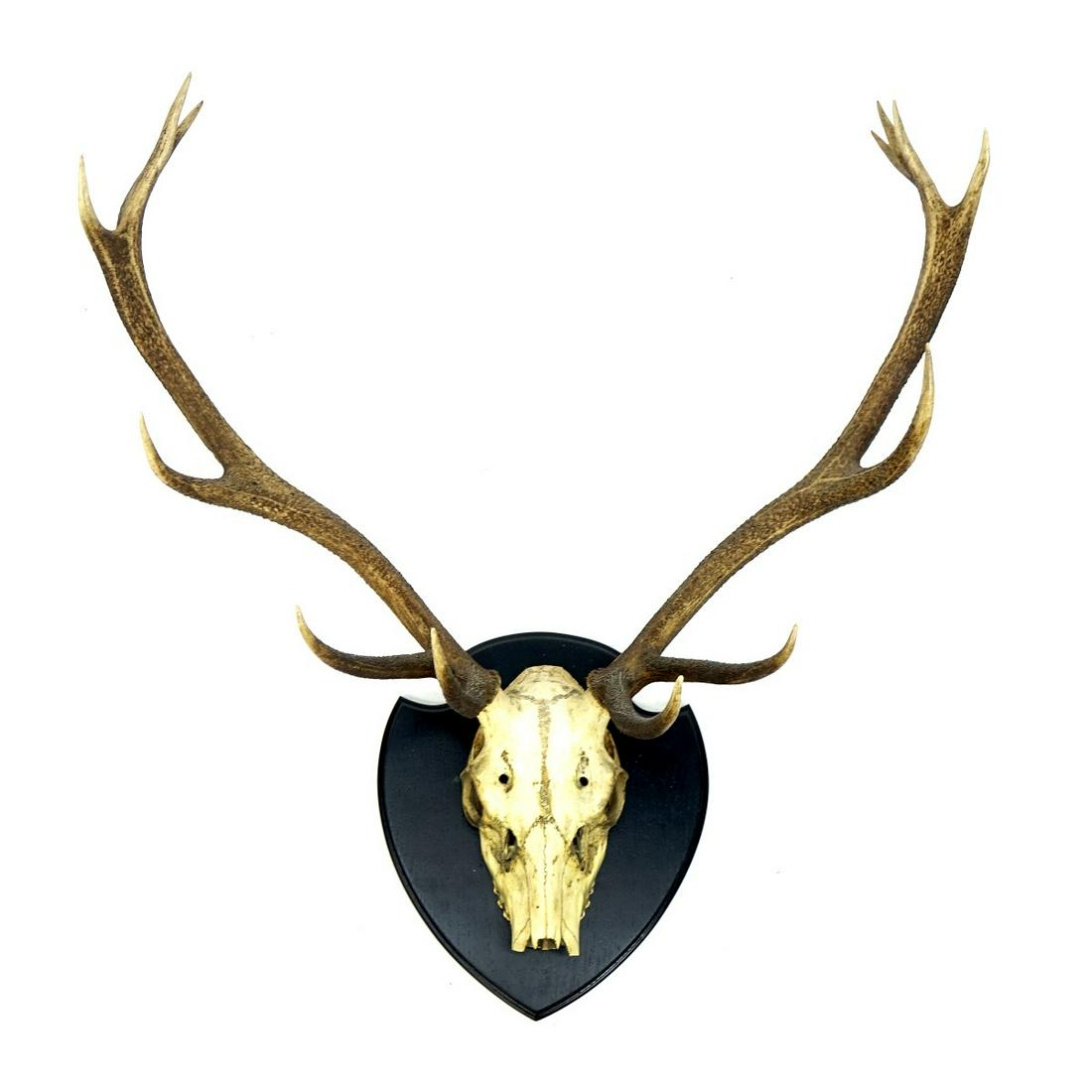 Deer Skull Taxidermy with Antlers (1 of 2)
