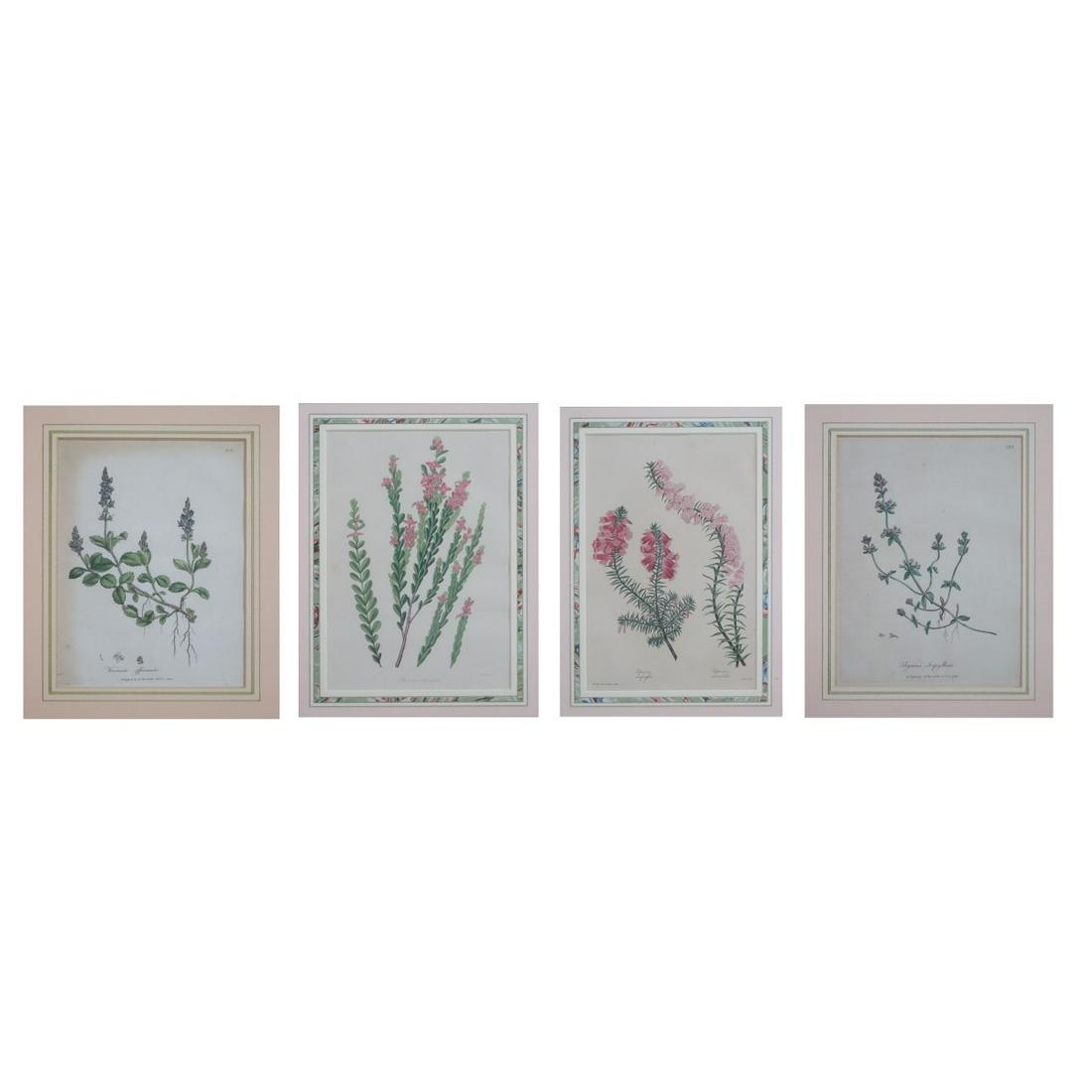 Four Botanical Prints (1 of 5)