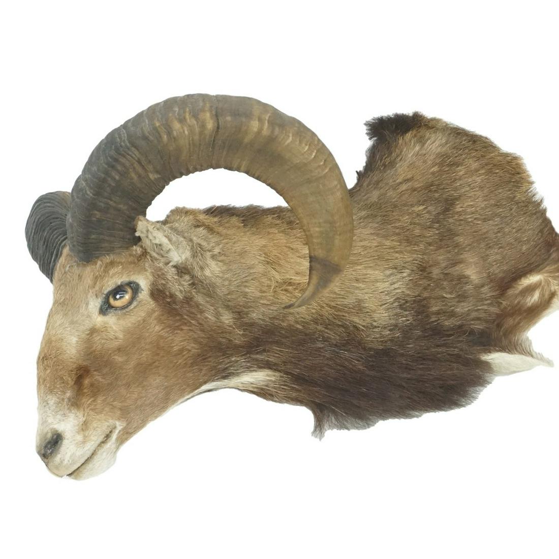 Taxidermy Head (1 of 3)