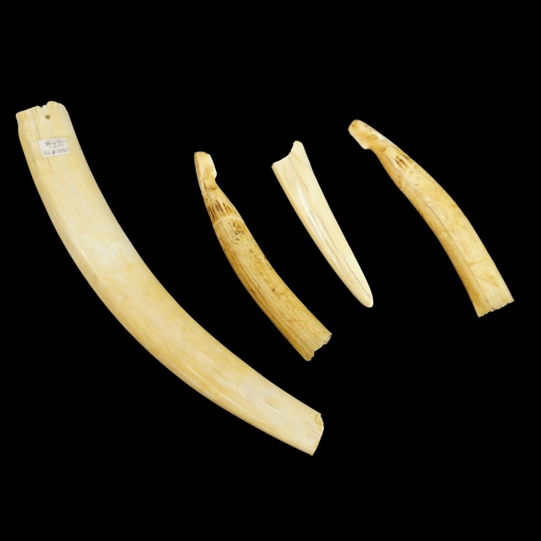 African Tusk Fragments: Lot of Four Uncarved Natural African Tusk Fragments. Largest measures 15-1/4". Smallest measures 6". We Will Not Ship This Item Out of State of Florida. Anyone Having This Item Shipped Must Have a Flo