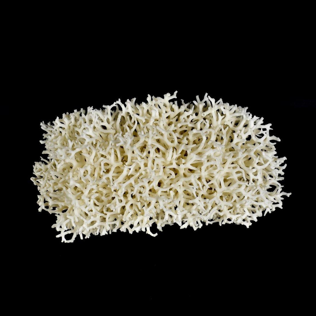 Natural Coral Formation (1 of 5)