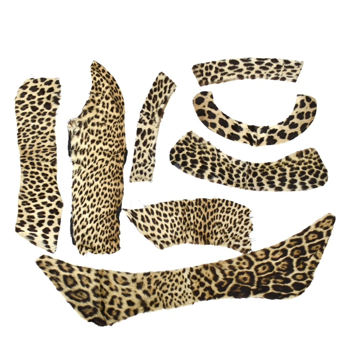 Seven Genuine Leopard Skin Pelts (1 of 3)