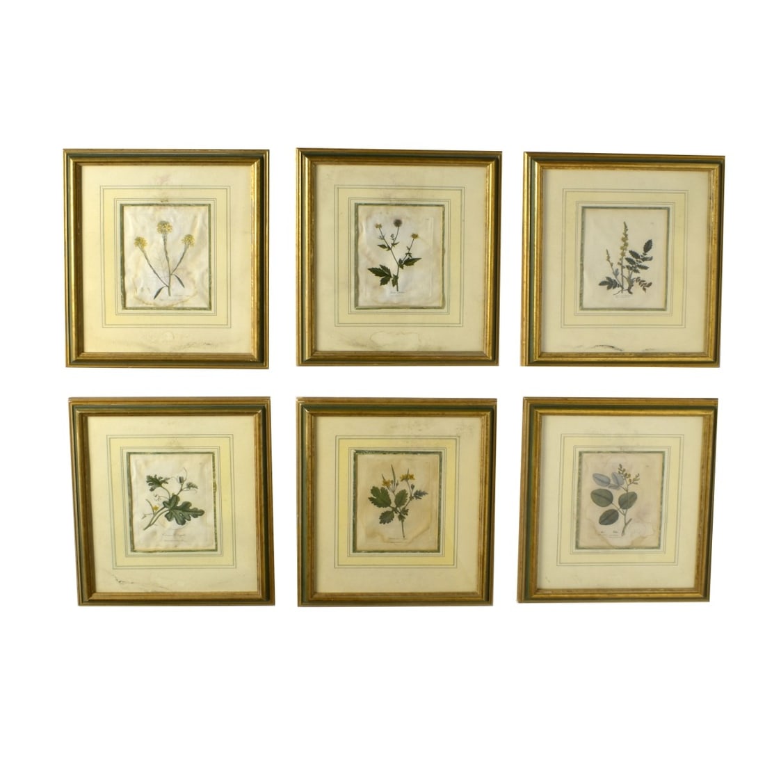 Circa 1790s Hand Colored Botanical Engravings (1 of 5)