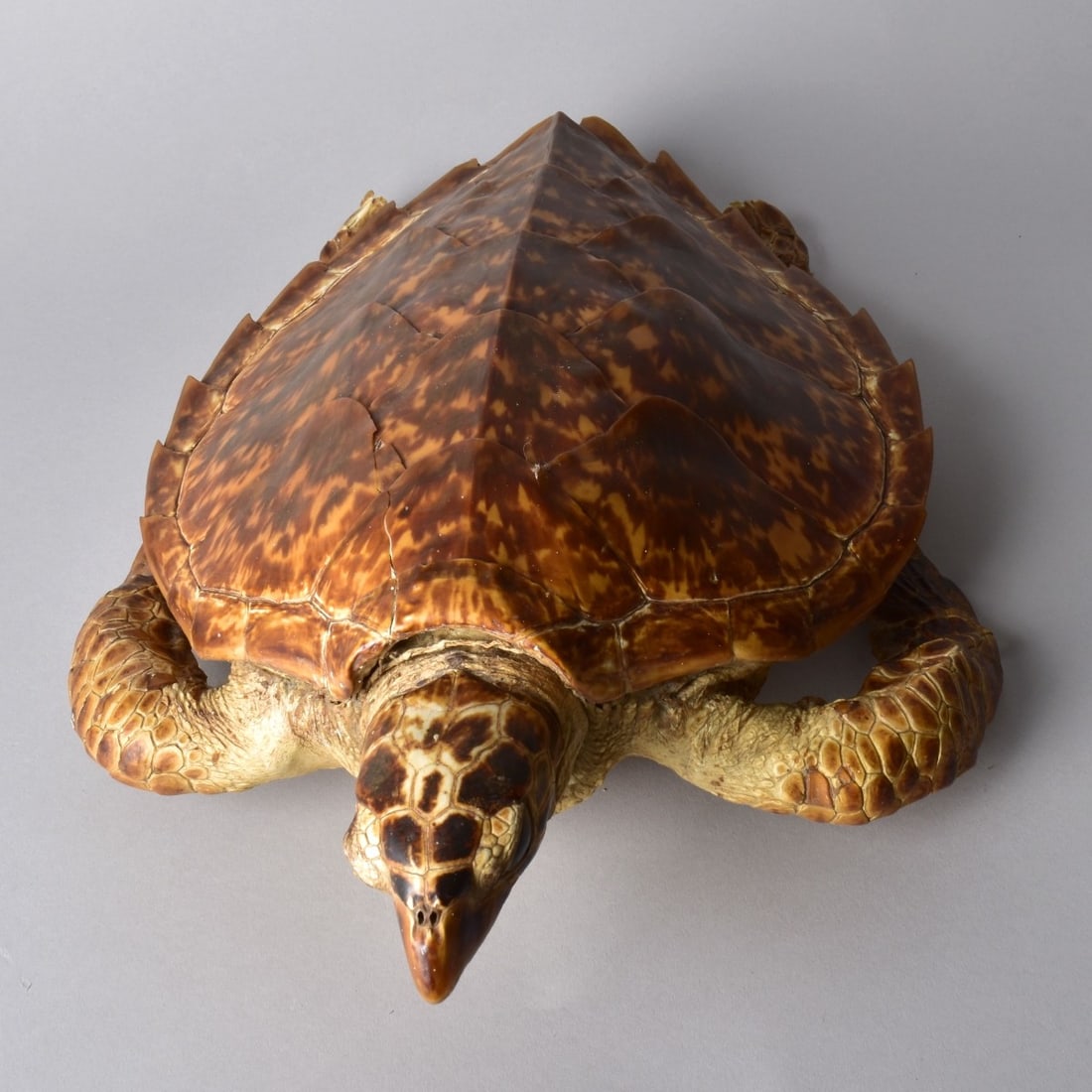 Antique Loggerhead Taxidermy (1 of 5)