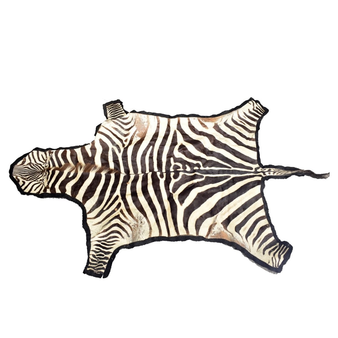 African Zebra Full Skin Rug: African Zebra Full Skin Rug. Measures approx. 95" x 70" (w/o tail). Condition: Skin is dry, toning otherwise good found condition. Estimate: $300.00 - $600.00 Domestic Shipping: Third party