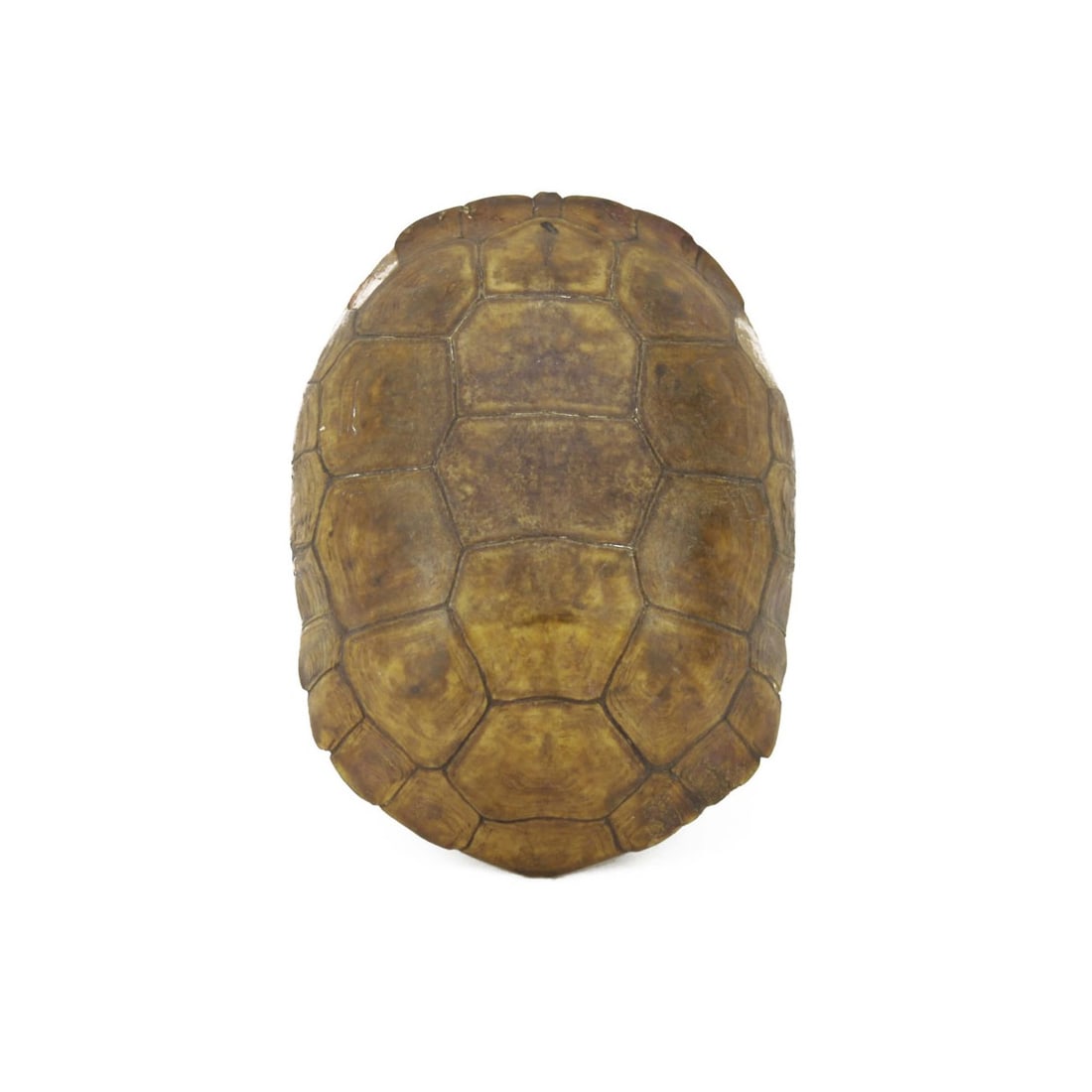 Antique Round Land Turtle Shell (1 of 3)