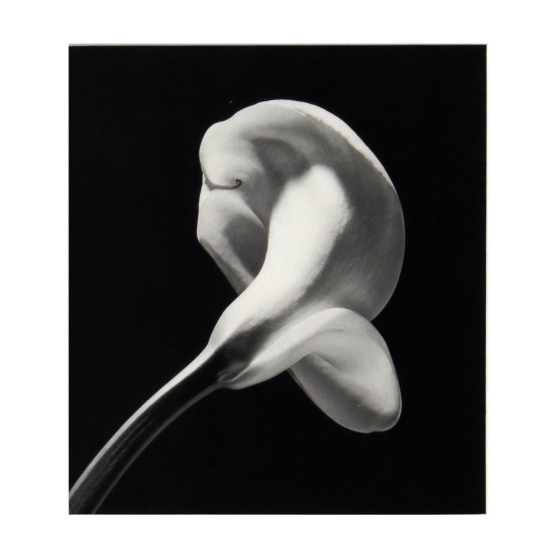 Robert Maplethorpe, American (1946-1989) (1 of 5)