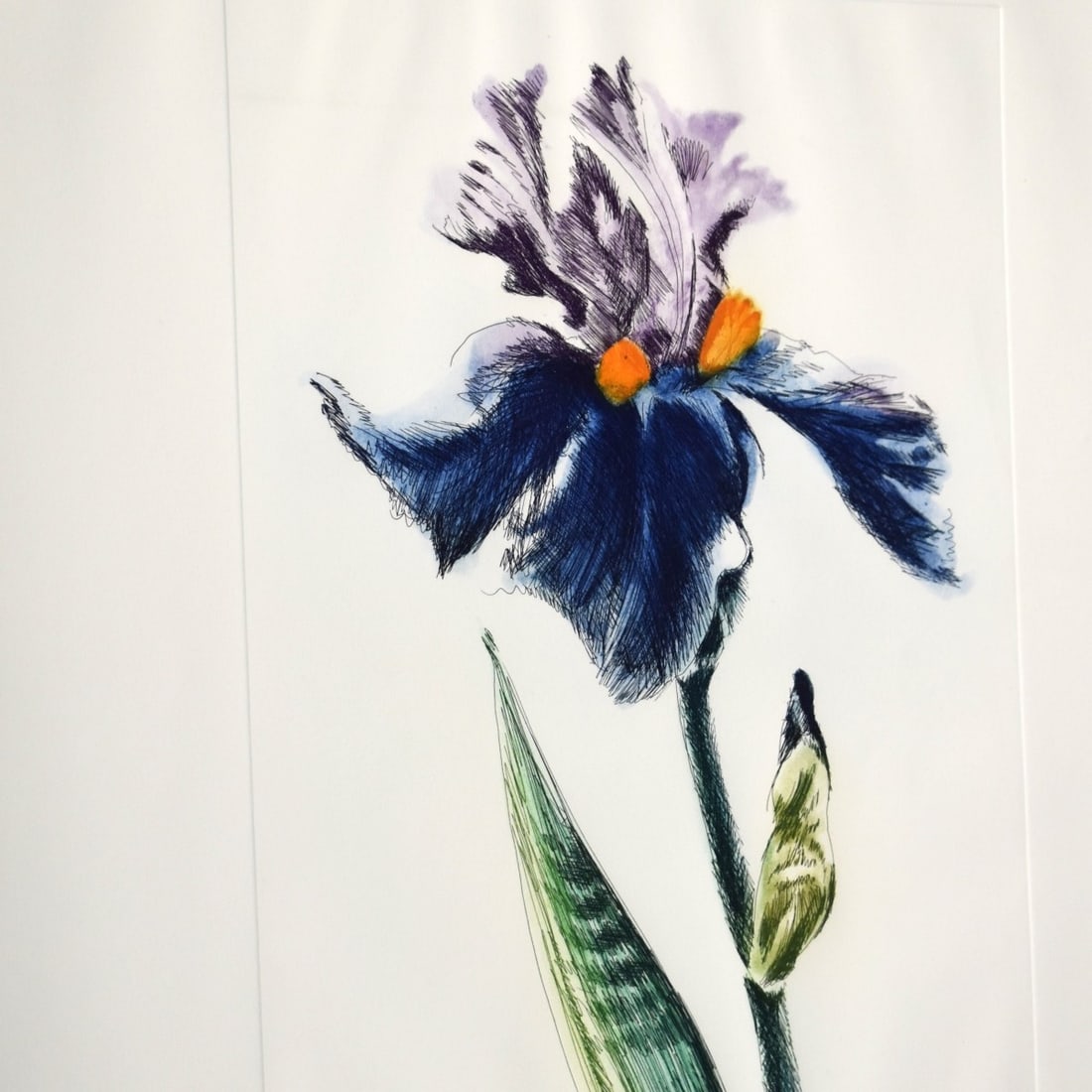 Carolyn Brady, American (1937-2005): Carolyn Brady, American (1937-2005) Single Iris Etching and Aquatint in Colors on Paper. Framed under Plexiglass. Signed and numbered 18/20 and dated 1985 in pencil. Image area measures:19-3/4" H, 13-